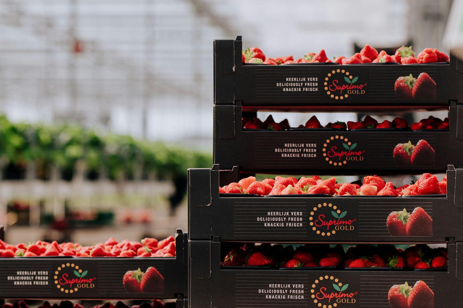 Kwalitatieve aardbeien uit regio Gelderland