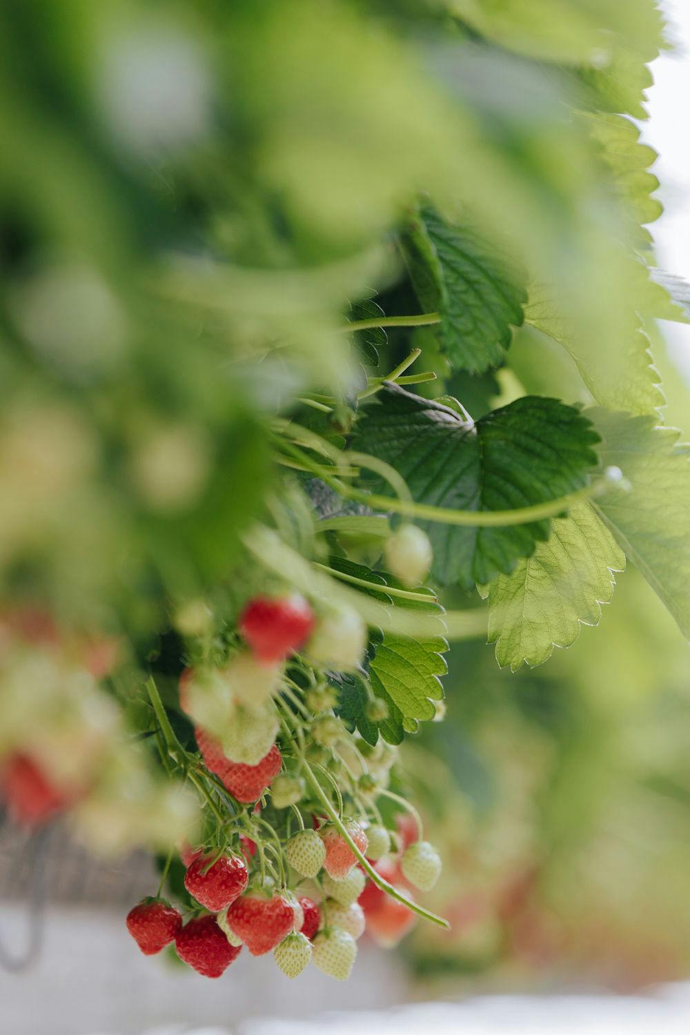Duurzame aardbeien uit de regio den Bosch