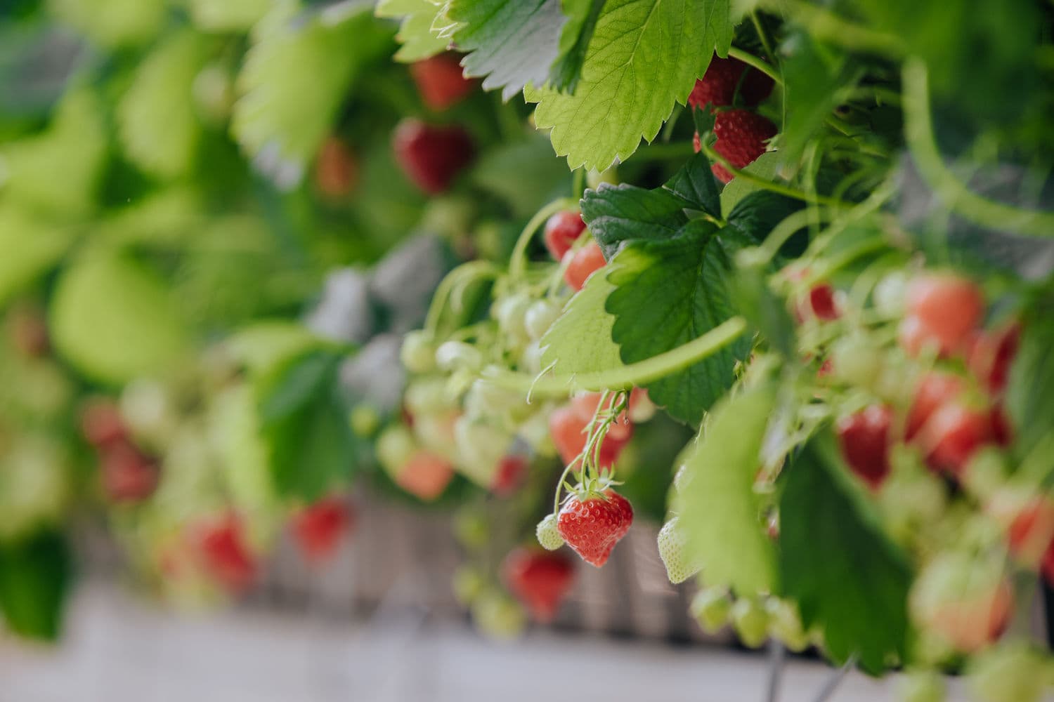 Omslagfoto aardbeien