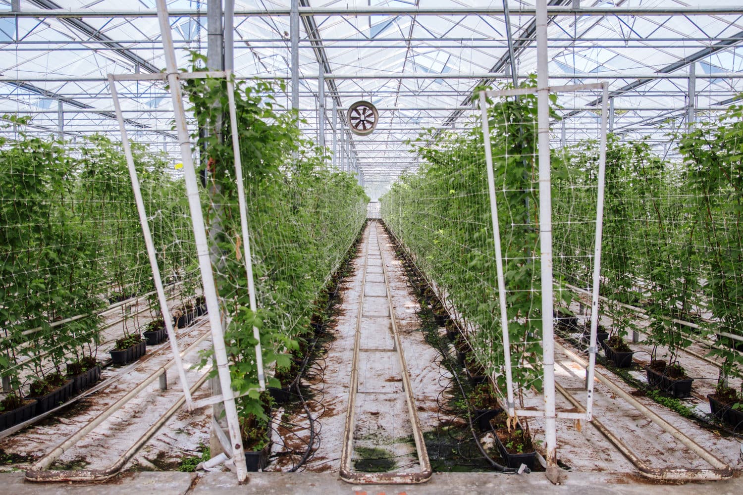 Start frambozenteelt