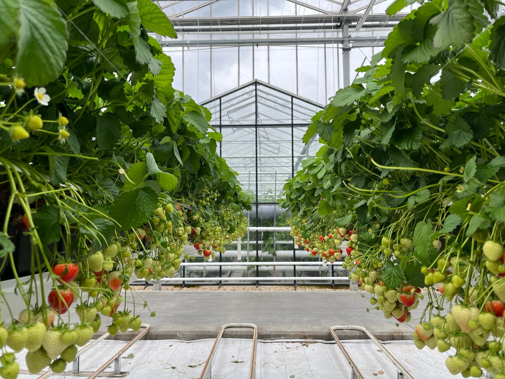 Afscheid paprika’s, terug naar aardbeien
